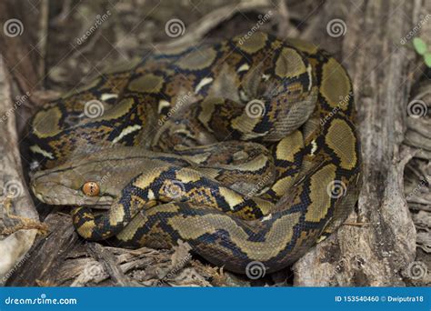 Image result for Baby Reticulated Python