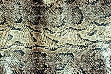 Afbeeldingsresultaten voor Burmese Python Skin