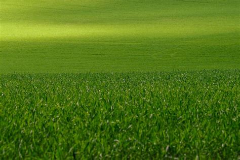 Toradh íomhá ar How To Overseed Lawn