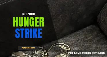 Ball Python Vent-এর ছবি ফলাফল