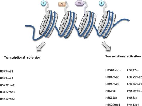 Histone Modification Chromatin Function に対する画像結果
