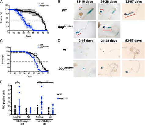 Image result for Test Lab IG BBG