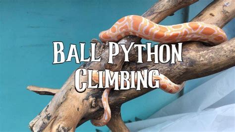 Image result for Ball Python Climbing Trees