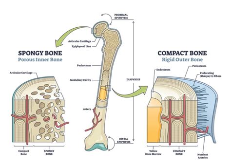 Compact Bone Labeling Worksheets に対する画像結果