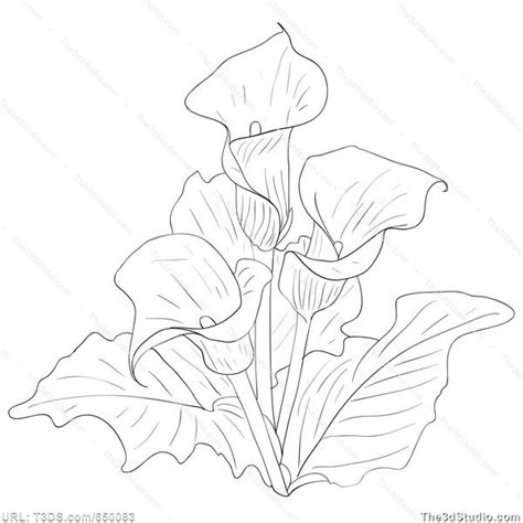 Image result for Calla Lily Line Drawing