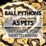תוצאת תמונה עבור King Python Good Pets
