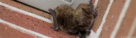 Image result for Wisconsin Bat Program