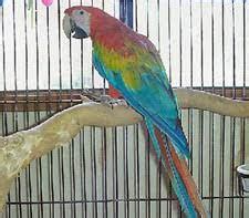 Image result for Ruby Gold Macaw
