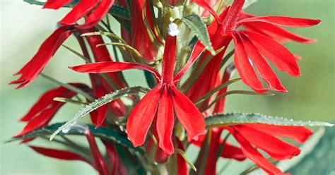 Image result for Cardinal Flower Information
