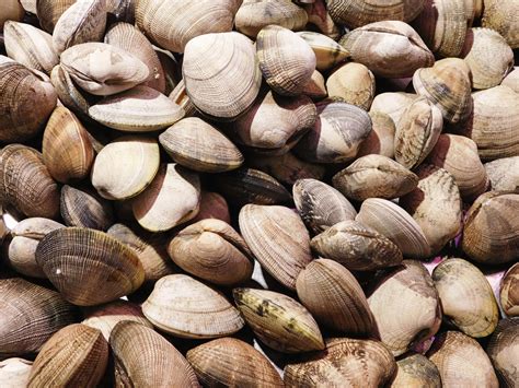 Afbeeldingsresultaten voor Clam Anatomy Diagram