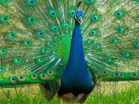 Image result for Peacock Stick Drawing