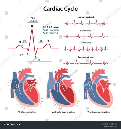Toradh íomhá ar Cardiac Cycle Steps Simple