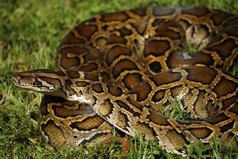Image result for Burmese Python Genus