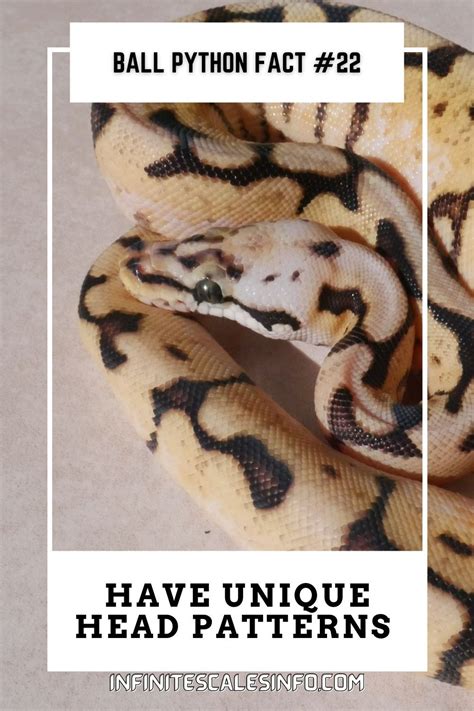 Image result for Snake Facts Ball Python