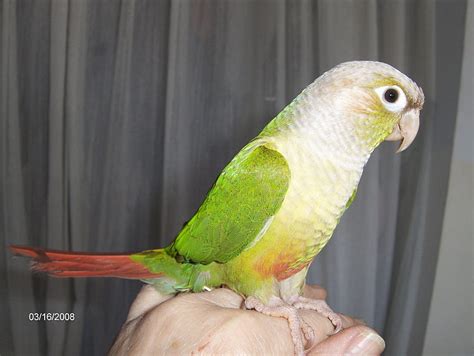 Image result for 1 Old Green Cheek Conure