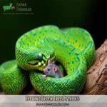 Image result for Green Tree Python Feeding