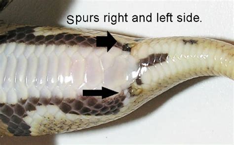 Image result for Ball Python Snake with Muscle Atrophy