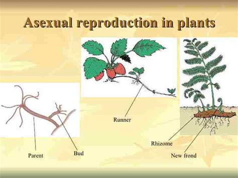 Image result for Vegetative Propagation PPT Slides