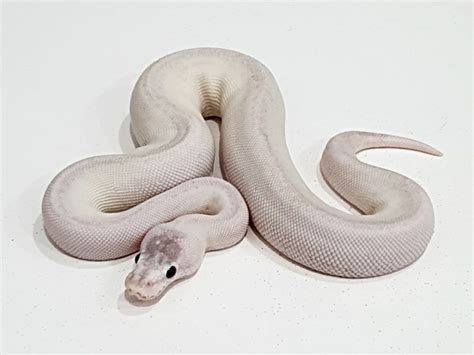 Image result for Axanthic Champagne Ball Python