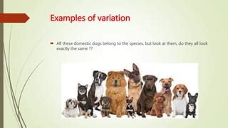 Image result for What Is a Variation in a Species