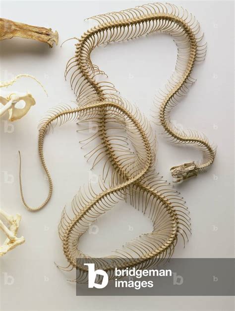 Python Skeleton Labeled に対する画像結果