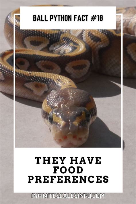 Image result for Ball Python Facts