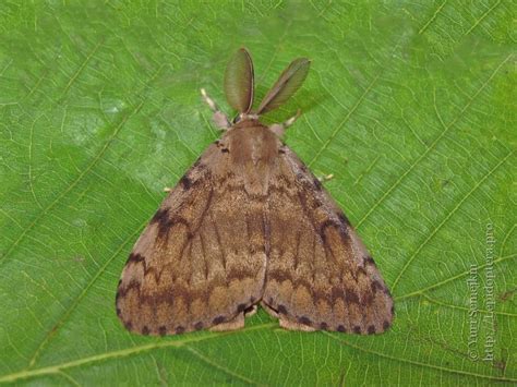 Toradh íomhá ar Lymantria Dispar Imago