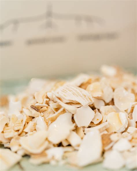 Toradh íomhá ar Types of Whelk Shells