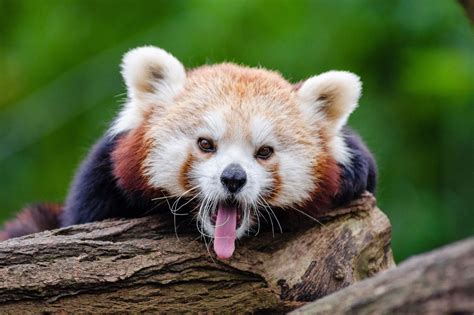 Toradh íomhá ar Red Panda Information