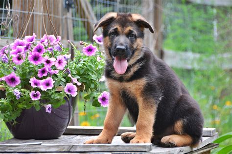 Heritage Hills Ranch - German Shepherd Puppies For Sale In Texas