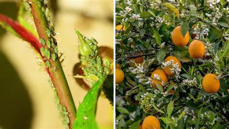 Image result for Scale Insect Lemon Tree