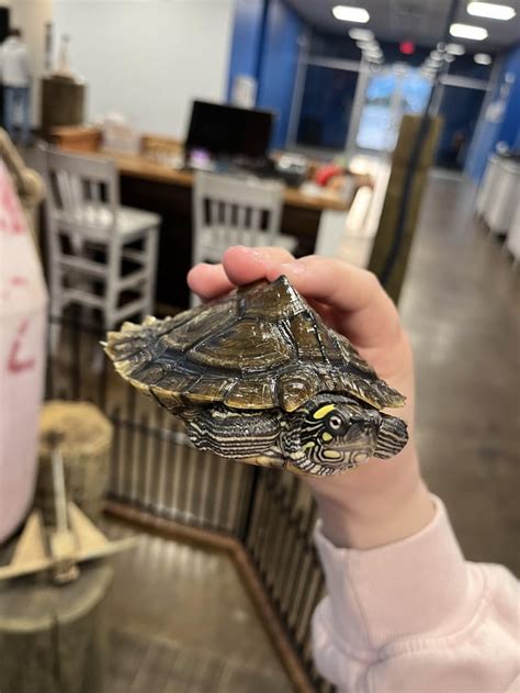 Toradh íomhá ar Turtle Shell Pyramiding