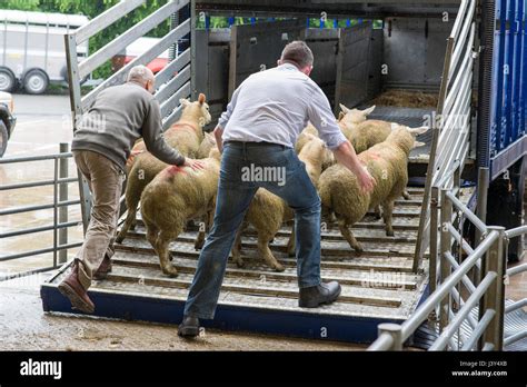 Image result for How to Load Sheep On a Trailer