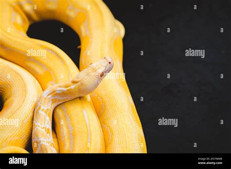 Yellow Python White Screen に対する画像結果