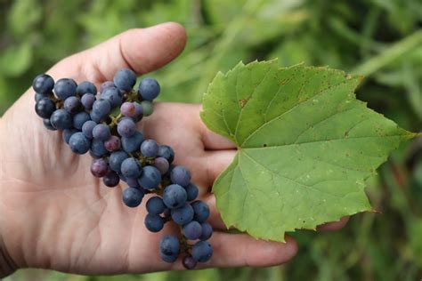Afbeeldingsresultaten voor Growing Wild Grapes