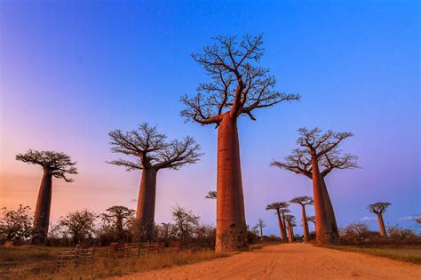 Image result for Baobab Tree Photography
