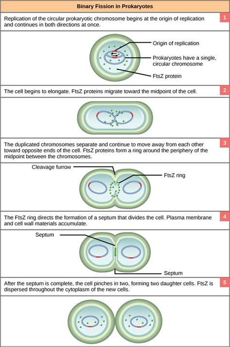 Image result for Binary Fission Reproduction