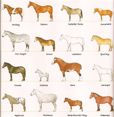 Afbeeldingsresultaten voor How Do You Breed Horses