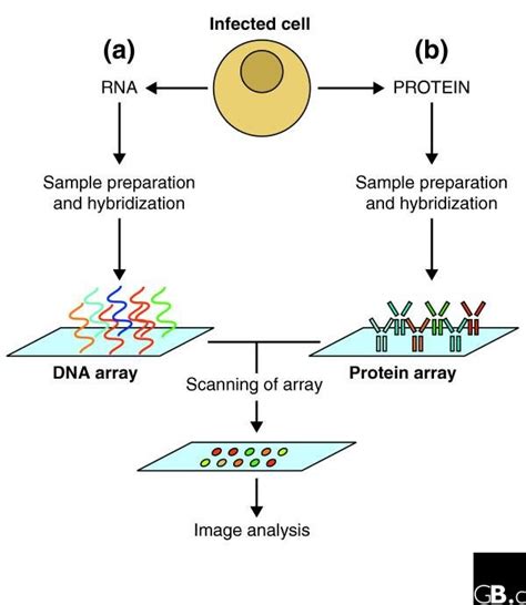 Image result for Microarray in Scientific Research