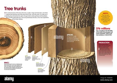 Résultat d’images pour Internal Tree Structure