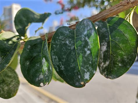 Powdery Mildew Crape Myrtle に対する画像結果