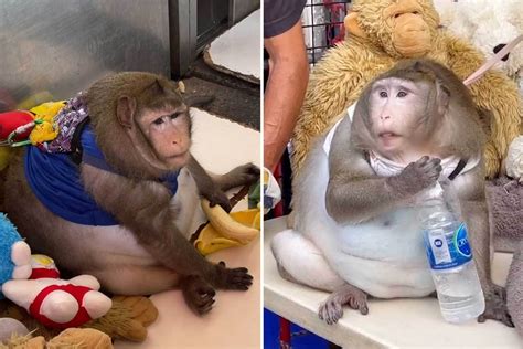 Godzilla Fat Monkey に対する画像結果