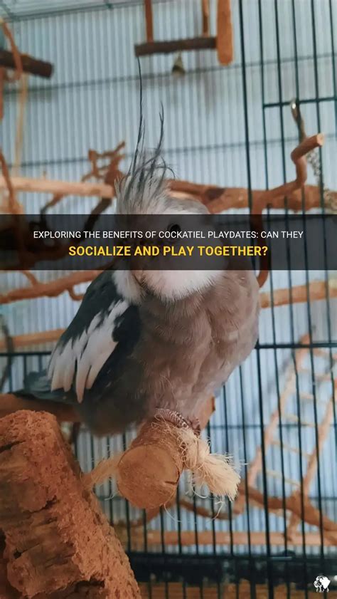 Image result for Cockatiels Playing