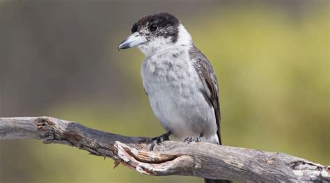 Image result for Australian Butcher Bird Sound