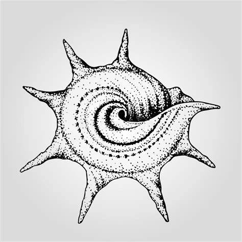 Afbeeldingsresultaten voor Round Sea Shells