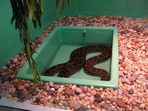 Toradh íomhá ar Columbus Zoo Python