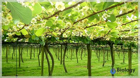 Toradh íomhá ar Cell Surface Biorender