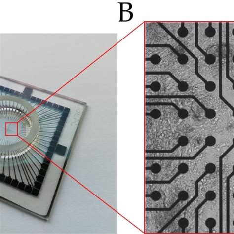 Image result for Electrode Array Chip