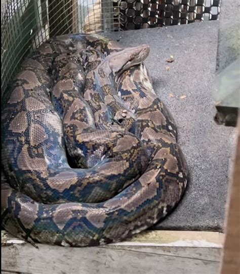 Image result for Reticulated Python Fence