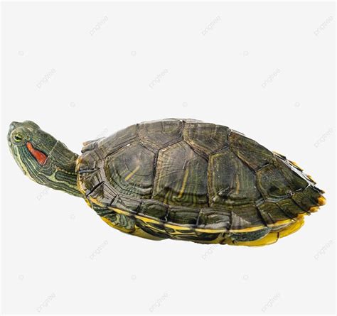 Snapping Turtle Shell Side View に対する画像結果